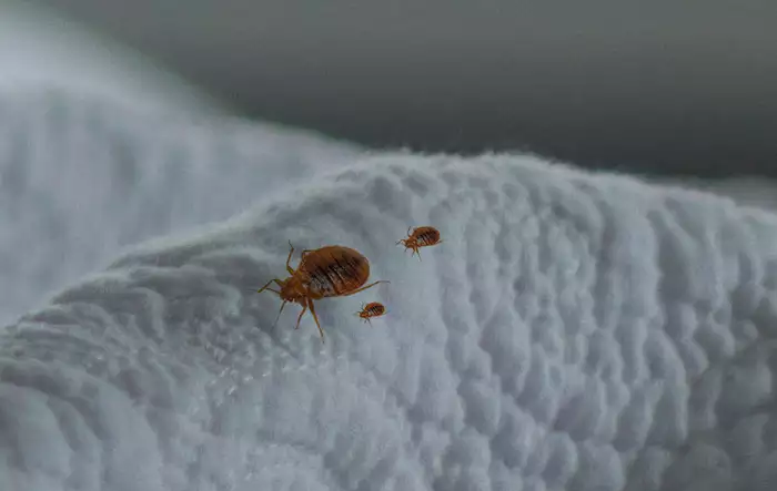 Effective Bed Bugs Control Service in Dubai | Good bed bug control service in Dubai | Zain Pest Control & Cleaning