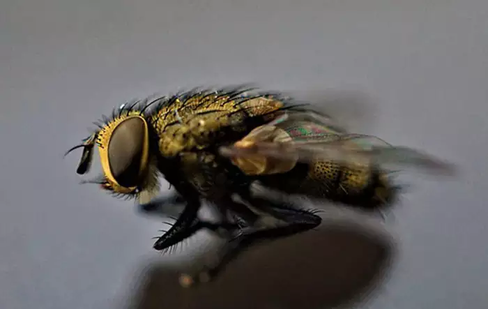 Common Fly Control Service in Dubai  | Zain Pest Control & Cleaning