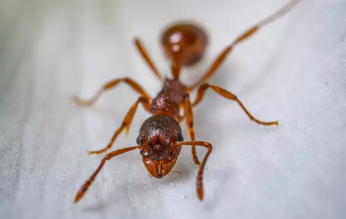Ants Control Service in Dubai 
