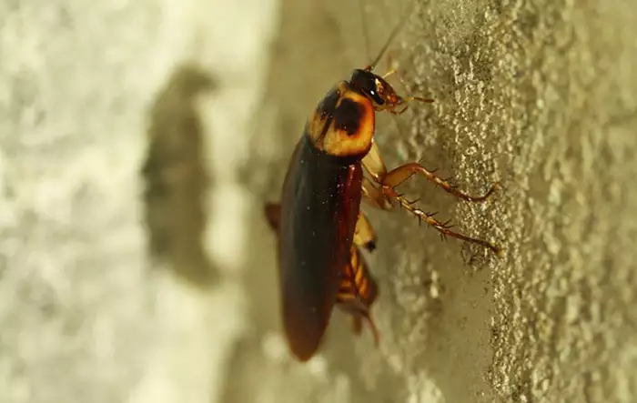 Cockroaches Treatment Control Service in Dubai | Zain Pest Control