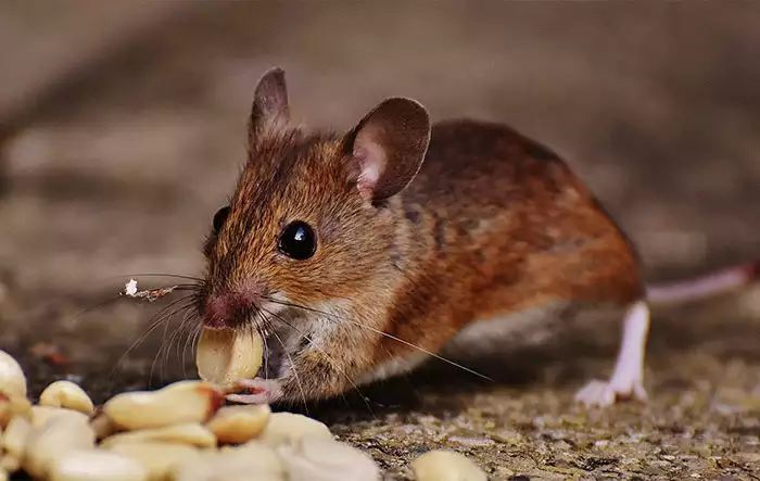 Rodents Control Service in Dubai  | Zain Pest Control & Cleaning