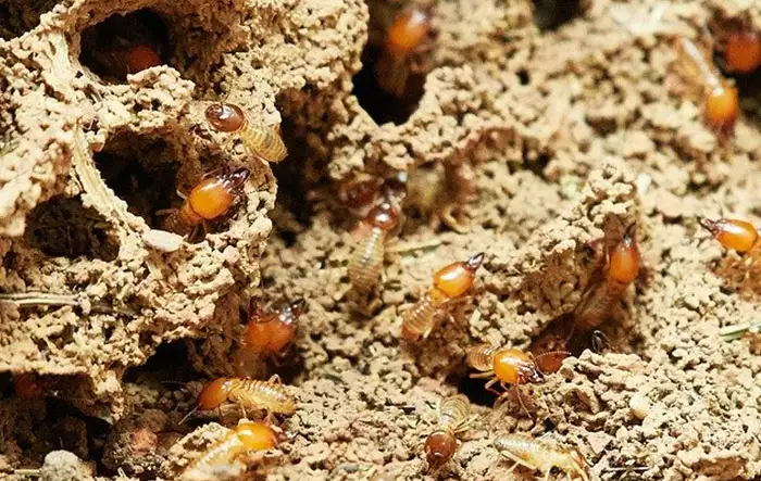 Anti- termite treatment in Dubai | Post construction termite treatment 